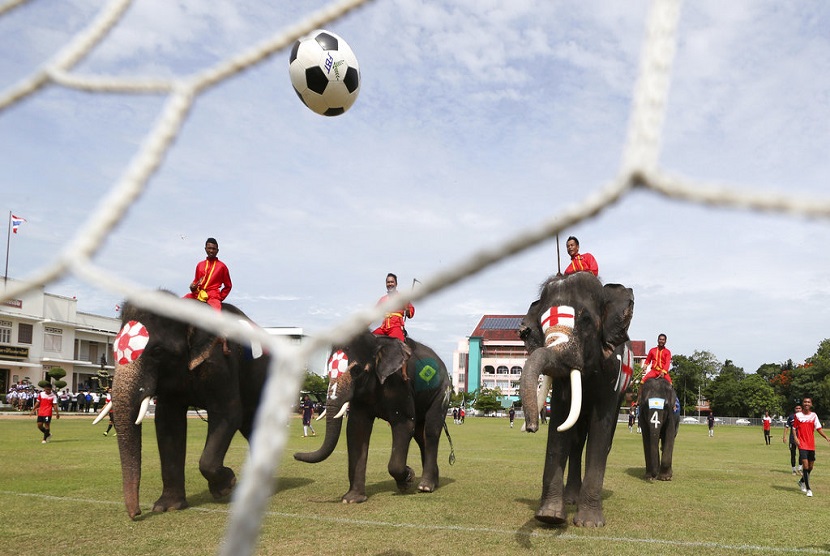 sepak bola gajah